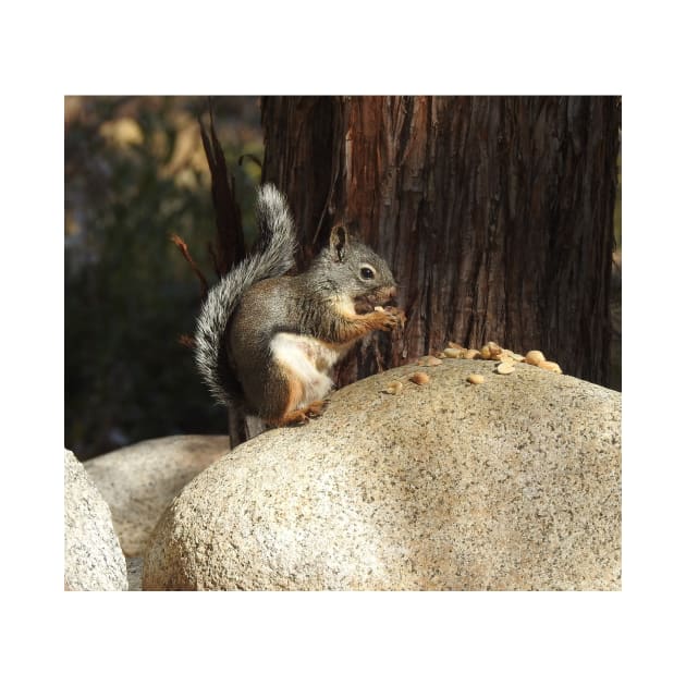 Douglas squirrel, Sierra Nevada Mountains, California by sandyo2ly