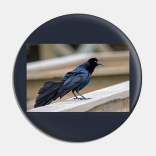 Great Tailed Grackle Shimmers in Iridescent Color Pin