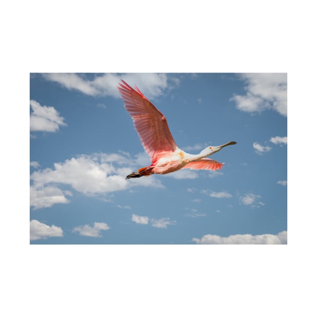 Roseate Spoonbill In Flight On A Beautiful Day by Debra Martz