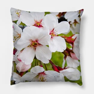 Photography - More cherry blossom Pillow