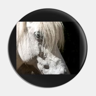 Beautiful white horse portrait on black background Pin