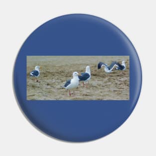 Seagulls in the sand Pin