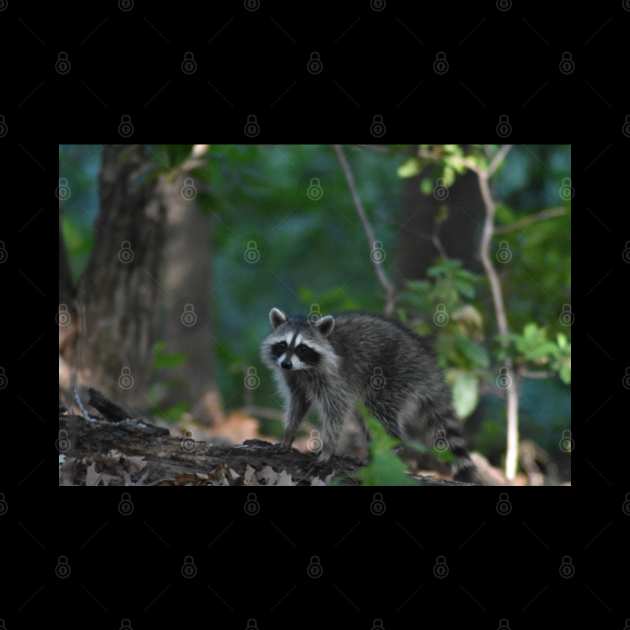 Raccoon on a Log by MarieDarcy