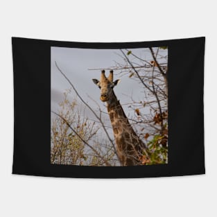 Male giraffe on a safari in Botswana Tapestry