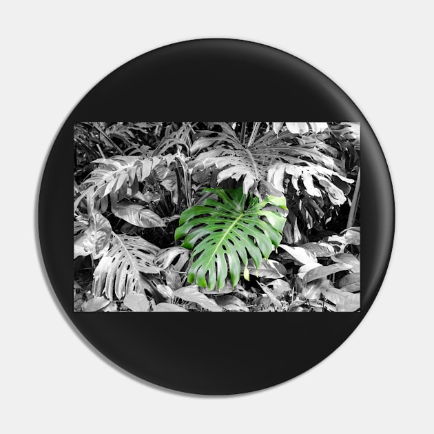 Monstera (Fosters botanical garden, Honolulu, HI) Pin by DebraCasey