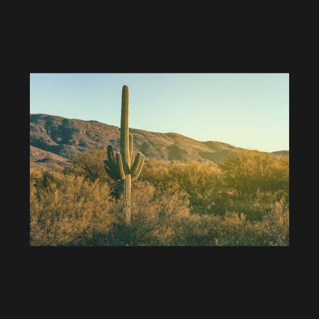 Sonoran Desert by jvnimages