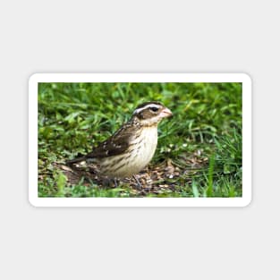 Female Rose-Breasted Grosbeak Sitting In The Grass and Sunflower Seed Shells Magnet