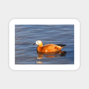 Female Ruddy Shelduck Magnet