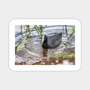 Hawaiian coot of Honolulu Magnet