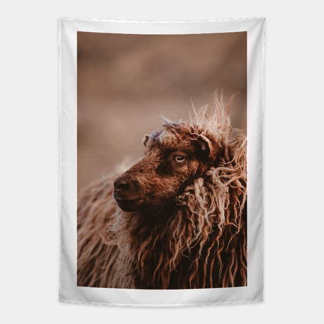 Photograph of cute shaggy faroese sheep in Faroe Islands Tapestry by keeplooping