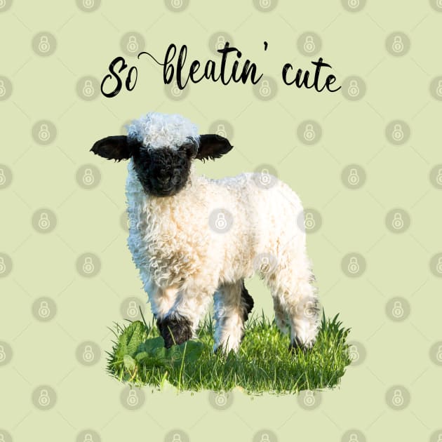 Valais Blacknose Lamb - So bleatin cute by Jane Stanley Photography