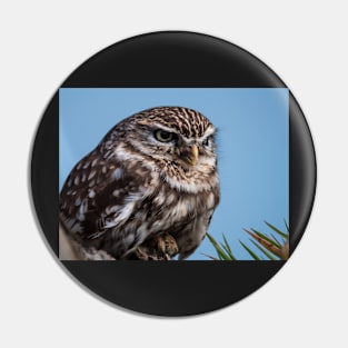 Little owl perched on at tree trunk Pin