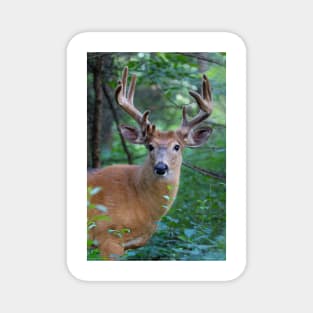 White-tailed deer Buck Magnet