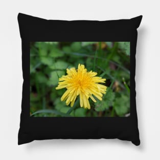 Dandelion 1 Pillow