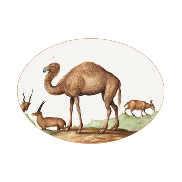 Camel, Ibex, and Goat (1575–1580) by WAITE-SMITH VINTAGE ART