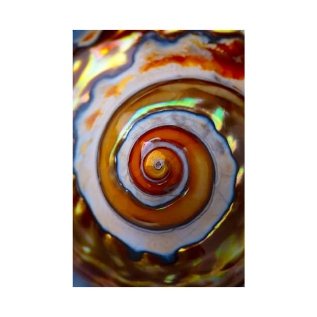 Close Up Polished Snail Shell by photogarry