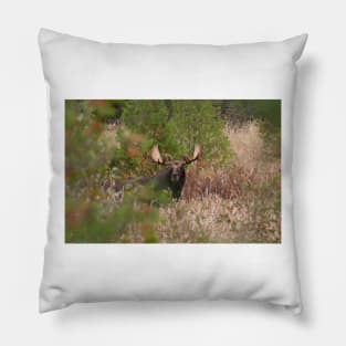 Bull Moose in Algonquin Park, Canada Pillow