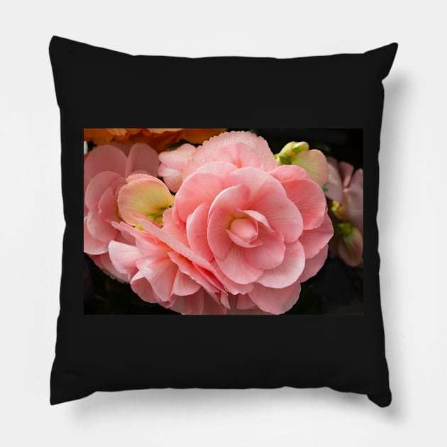 Soft pink begonia flowers. Pillow by sma1050