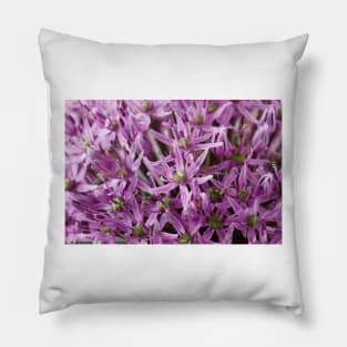 Allium stipitatum  'Mars' Pillow