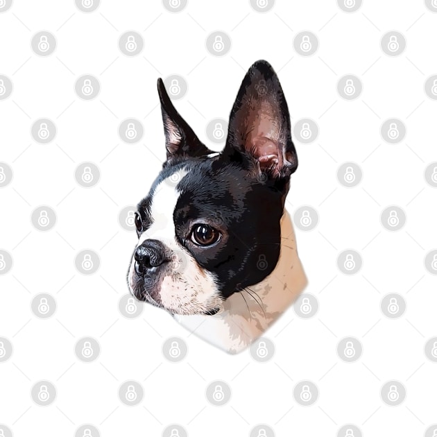 Boston Terrier by ElegantCat