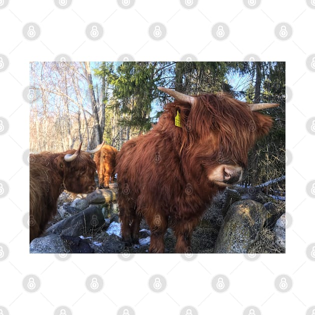 Scottish Highland Cattle Calf 1954 by SaarelaHighland