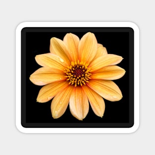 Orange Flowering Dahlia - Small Flowers Magnet