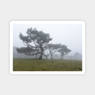 Ancient trees shrouded in fog Magnet