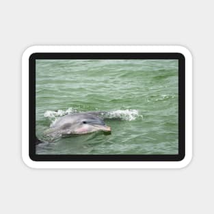 A Dolphin Hello Magnet