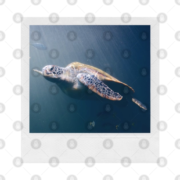 Turtle Cute Underwater Photograph Summer Beach Vibes I Like Turtles Turtle LOVE by blueversion