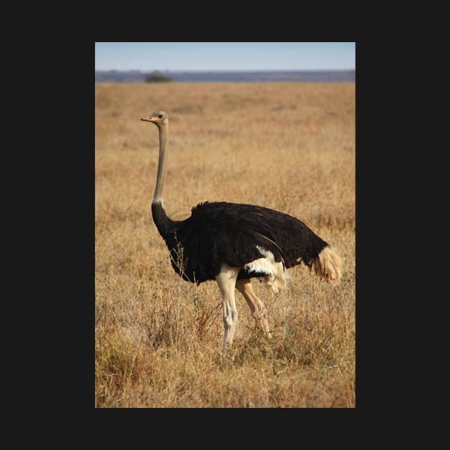 Male Ostrich, Serengeti, Tanzania by Carole-Anne