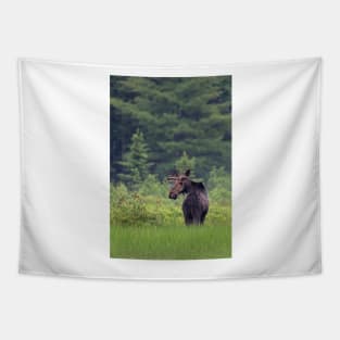 Canadian Moose, Algonquin Park, Canada Tapestry