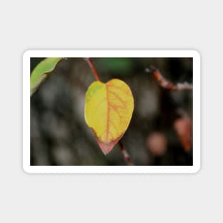 Red and Yellow Leaf Magnet