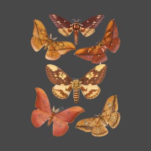 Muddle of Moths - Vintage Zoology Natural History T-Shirt