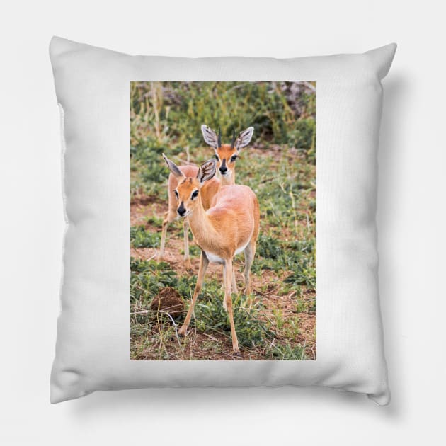 Dik-Dik Couple - Kruger National Park Pillow by holgermader