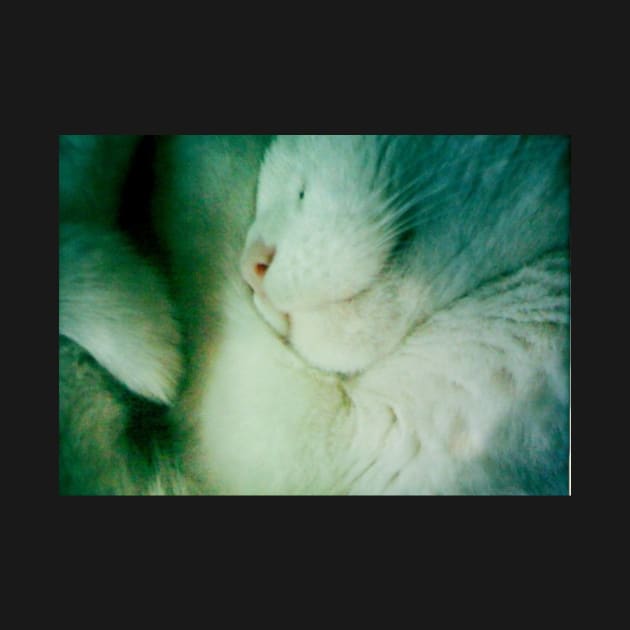 Snuggled Sleeping White Furball of Cat by 1Redbublppasswo