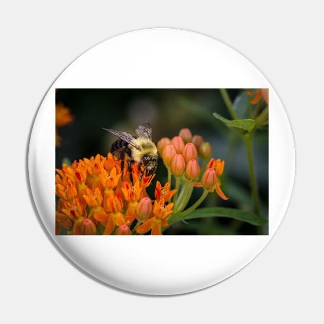 Bee On Butterfly Weed 2 Pin by Robert Alsop