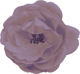 Roses are (mauve) Magnet