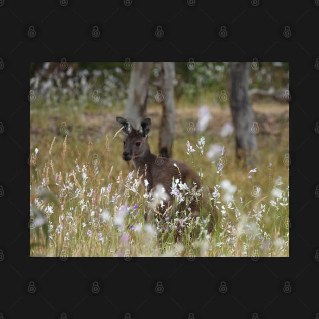 Western Grey Kangaroo in a field of African Corn Lilies by claire-l-page