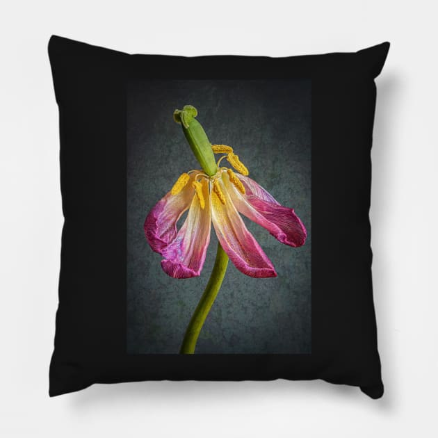 Old Pink Tulip with Textured Background Pillow by TonyNorth