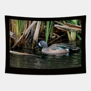 Blue-winged Teal South Texas Tapestry