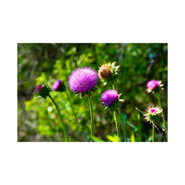 Pink Thistle Study 1 by bobmeyers