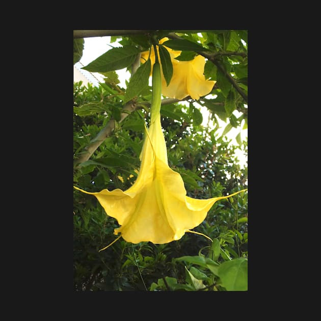 Angel Trumpet Flower by pinkal
