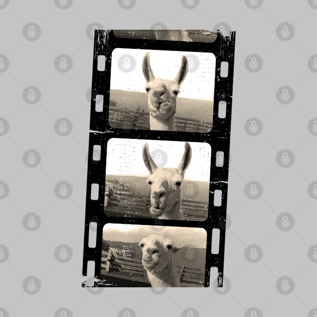 Funny vintage Love llama alpaca photo by BurunduXX-Factory