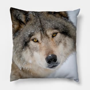 Timber Wolf Pillow