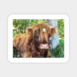 Scottish Highland Cattle Calf 2097 Magnet