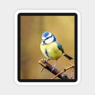 A blue tit in an English garden Magnet