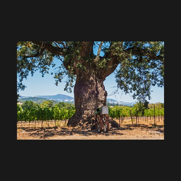 Sonoma Valley Tree by WayneOxfordPh