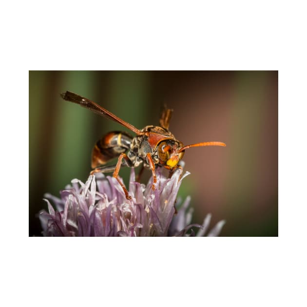 Paper Wasp by Geoff79