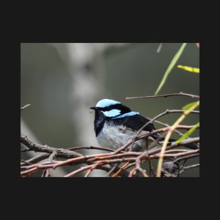 Superb Fairy Wren at the Laratinga Wetlands T-Shirt