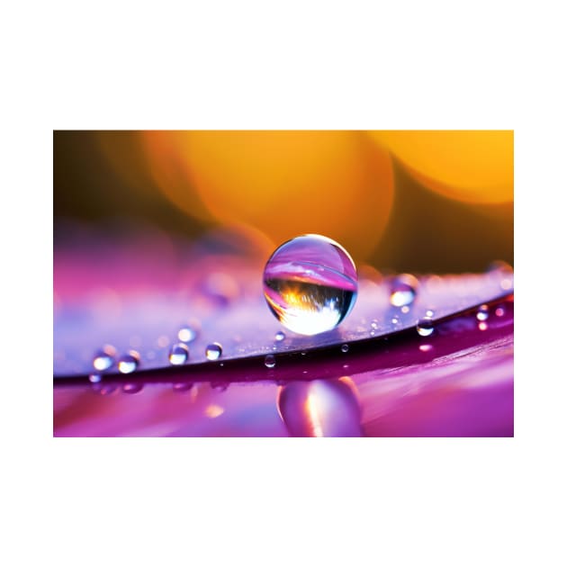 Water Drop Dewdrop Nature Serene Calm by Cubebox